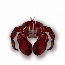 ꡼ No.003 | ޥ˥եƥסȡΥи̾6Ⱦ򰷤˥եȥɲä