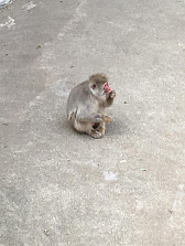 ꡼ No.004Υͥ / ޥեĤ󼡸褤346־ѥѡǼޤBTOOOM!饤