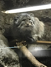 ꡼ No.005Υͥ / ޥեĤ󼡸褤346־ѥѡǼޤBTOOOM!饤