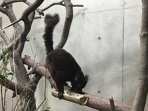 ꡼ No.009Υͥ / ޥեĤ󼡸褤346־ѥѡǼޤBTOOOM!饤