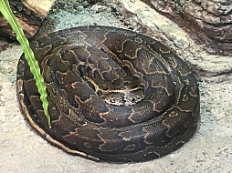 ꡼ No.011Υͥ / ޥեĤ󼡸褤346־ѥѡǼޤBTOOOM!饤