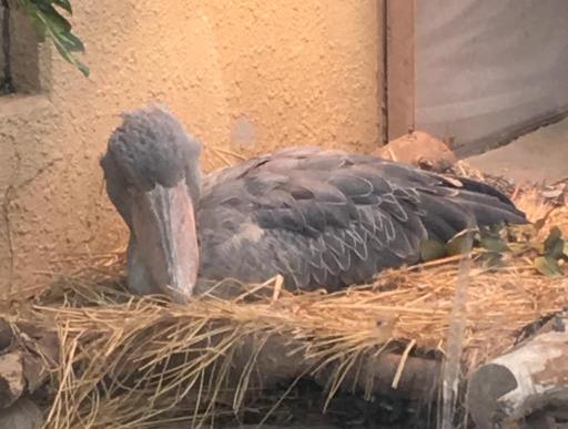 ꡼ No.018Υͥ / ޥեĤ󼡸褤346־ѥѡǼޤBTOOOM!饤