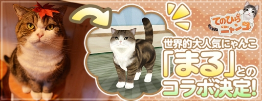 画像ギャラリー No.001のサムネイル画像 / 近日配信予定の「てのひらニャンコ」が動画で人気の猫「まる」とコラボ決定