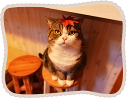 ꡼ No.002 | ۿͽΡ֤ƤΤҤ˥󥳡פưǿ͵ǭ֤ޤפȥܷ