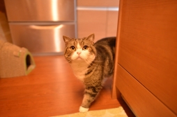 ꡼ No.003 | ۿͽΡ֤ƤΤҤ˥󥳡פưǿ͵ǭ֤ޤפȥܷ