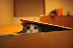 ꡼ No.004 | ۿͽΡ֤ƤΤҤ˥󥳡פưǿ͵ǭ֤ޤפȥܷ