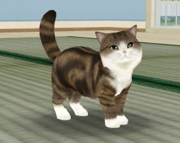 ꡼ No.005 | ۿͽΡ֤ƤΤҤ˥󥳡פưǿ͵ǭ֤ޤפȥܷ