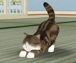 ꡼ No.006 | ۿͽΡ֤ƤΤҤ˥󥳡פưǿ͵ǭ֤ޤפȥܷ