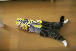 ꡼ No.007 | ۿͽΡ֤ƤΤҤ˥󥳡פưǿ͵ǭ֤ޤפȥܷ