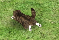 ꡼ No.008 | ۿͽΡ֤ƤΤҤ˥󥳡פưǿ͵ǭ֤ޤפȥܷ