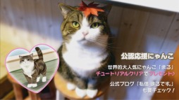 画像ギャラリー No.005のサムネイル画像 / 「てのひらニャンコ」,ゲームの内容がひと目で分かるというPVを公開