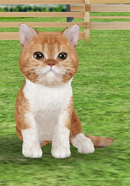 画像ギャラリー No.006のサムネイル画像 / 「てのひらニャンコ」のAndroid版が配信開始。記念キャンペーンが開催中