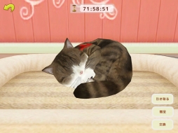 てのひらニャンコ