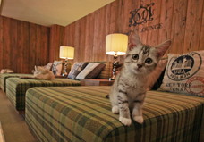 ꡼ No.007Υͥ / ¼ͪ줵бΡ֤ߤäͤPOPPVץ쥼ȴ»