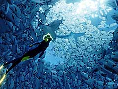 DMM GAMES，「ABZÛ」と「Brothers: A Tale of Two Sons」の配信を本日スタート。505 Gamesのタイトルを，今後もぞくぞく配信予定