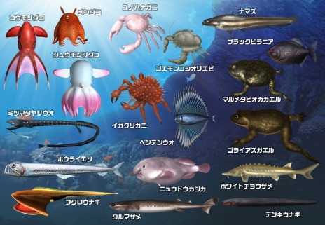 ꡼ No.007 | ˿ءθꥹԥå 󥫡ײƯϡꥹ-NETӥ⥹