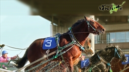 画像ギャラリー No.003のサムネイル画像 / 「StarHorse3」と「ばんえい十勝」がコラボレーション。プレゼント企画など各種キャンペーンを開催