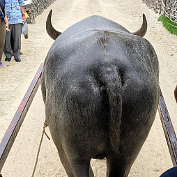 ꡼ No.015 | ޥեĤ󼡸褤330PS4ܥ塼ǥС˥󥰤ޥ֥䡼