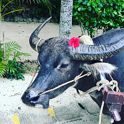 ꡼ No.017 | ޥեĤ󼡸褤330PS4ܥ塼ǥС˥󥰤ޥ֥䡼