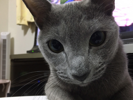 画像ギャラリー No.014のサムネイル画像 / ゆめふわマカロン&Claw Knightsが,MMORPGのイメージに変化をもたらす――「CARAVAN STORIES」PRユニットの活動方針に迫る