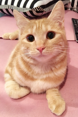 画像ギャラリー No.015のサムネイル画像 / ゆめふわマカロン&Claw Knightsが,MMORPGのイメージに変化をもたらす――「CARAVAN STORIES」PRユニットの活動方針に迫る