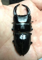 ꡼ No.052 | 츩ΰ˹礬о졪 CARAVAN STORIES׾Ƥˤܥ٥ȤθɤҲ