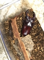 ꡼ No.053 | 츩ΰ˹礬о졪 CARAVAN STORIES׾Ƥˤܥ٥ȤθɤҲ