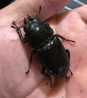 ꡼ No.054 | 츩ΰ˹礬о졪 CARAVAN STORIES׾Ƥˤܥ٥ȤθɤҲ