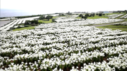 画像ギャラリー No.002のサムネイル画像 / 「キャラスト」,沖縄県「伊江島」とのコラボイベント第2弾を実施