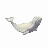 ꡼ No.008 | CARAVAN STORIESס7ưʪ&²ۤȥܥ٥Ȥ