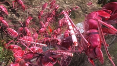 画像ギャラリー No.070のサムネイル画像 / 「地球防衛軍5」,第4の兵科「空爆誘導兵エアレイダー」の情報が公開。4種類の兵科や異星文明「プライマー」などの情報もまとめておさらい