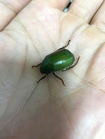 画像ギャラリー No.019のサムネイル画像 / マフィア梶田の二次元が来い!:第360回「フレンズが絶唱する夏の風物詩」