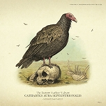 ���������꡼ No.017�Υ���ͥ������ / �֥�åɡ��ǥåɡ���ǥ�ץ����2�ס���¸�ˤϷ礫���ʤ��ּ��Ĥ����פʤɤξ��󤬸������о줹��ưʪ����200����