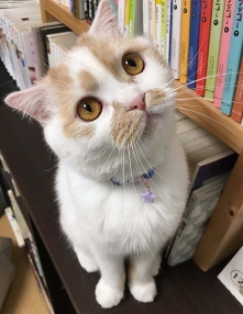 ꡼ No.006 | ֶǷΤǤסTwitterʤɤܤǭ֥ۥåפפо