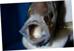 画像ギャラリー No.006のサムネイル画像 / 恋多き寄生虫の恋愛ゲーム「【閲覧注意】ウオノエちゃん 〜恋する寄生虫〜」が配信開始