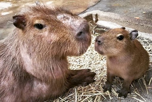 ꡼ No.004 | ֥ǥסϸŲפȤΥåץ٥Ȥ425곫