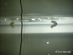 ���������꡼ No.013�Υ���ͥ������ / �֥��ץ�ȥ�����2�פȵ��Կ�²�ۤΥ���ܥ��٥�Ȥ������������ȡ��ƻҤǳڤ����֥��ץ�å��奿����פǲƤλפ��Ф�����