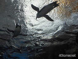 ���������꡼ No.028�Υ���ͥ������ / �֥��ץ�ȥ�����2�פȵ��Կ�²�ۤΥ���ܥ��٥�Ȥ������������ȡ��ƻҤǳڤ����֥��ץ�å��奿����פǲƤλפ��Ф�����