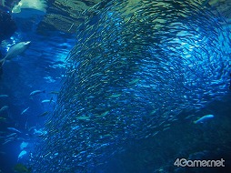 ���������꡼ No.029�Υ���ͥ������ / �֥��ץ�ȥ�����2�פȵ��Կ�²�ۤΥ���ܥ��٥�Ȥ������������ȡ��ƻҤǳڤ����֥��ץ�å��奿����פǲƤλפ��Ф�����