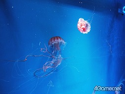 ���������꡼ No.030�Υ���ͥ������ / �֥��ץ�ȥ�����2�פȵ��Կ�²�ۤΥ���ܥ��٥�Ȥ������������ȡ��ƻҤǳڤ����֥��ץ�å��奿����פǲƤλפ��Ф�����