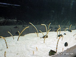 ���������꡼ No.032�Υ���ͥ������ / �֥��ץ�ȥ�����2�פȵ��Կ�²�ۤΥ���ܥ��٥�Ȥ������������ȡ��ƻҤǳڤ����֥��ץ�å��奿����פǲƤλפ��Ф�����