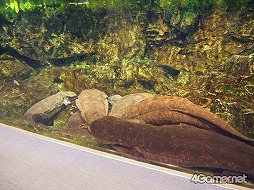 ���������꡼ No.033�Υ���ͥ������ / �֥��ץ�ȥ�����2�פȵ��Կ�²�ۤΥ���ܥ��٥�Ȥ������������ȡ��ƻҤǳڤ����֥��ץ�å��奿����פǲƤλפ��Ф�����