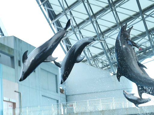 ꡼ No.012 | ֥ɥե Big Halloween Party!1θݡȤ塣292829˳