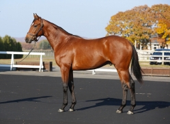 画像ギャラリー No.002のサムネイル画像 / 「StarHorse」シリーズ,「マルペンサの2016」の馬名を募集するキャンペーン開催