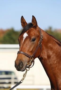 画像ギャラリー No.003のサムネイル画像 / 「StarHorse」シリーズ,「マルペンサの2016」の馬名を募集するキャンペーン開催