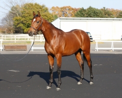 画像ギャラリー No.004のサムネイル画像 / 「StarHorse」シリーズ,「マルペンサの2016」の馬名を募集するキャンペーン開催