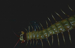 ꡼ No.015 | Ϥ꤬!?๥饤ˤVR 󥹡θݡ