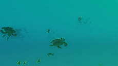 ꡼ No.004 | ˤǤʤ륷ߥ졼󥲡Everythingʥ֥ꥷ󥰡ˡפܸǤ213˥꡼