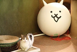 ꡼ No.003Υͥ / ⥫ˤ󤳤PC֥饦˽!?뤷ǭзޤƤ줿ե֤ߤʤ ˤפȯɽݡ