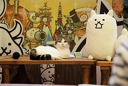 ꡼ No.005Υͥ / ⥫ˤ󤳤PC֥饦˽!?뤷ǭзޤƤ줿ե֤ߤʤ ˤפȯɽݡ